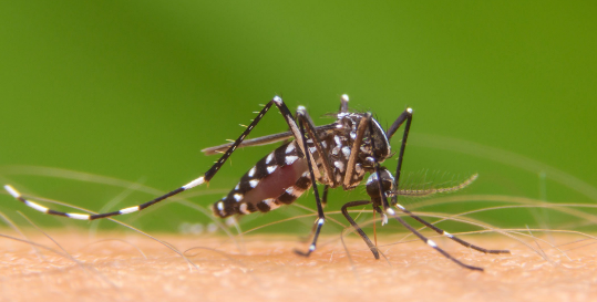 Dengue cases in Comayagua increase by 43% compared to 2022