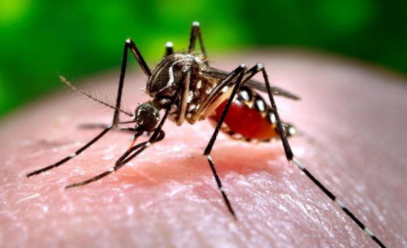 En un 43% aumentan casos de dengue en Comayagua en relación al 2022