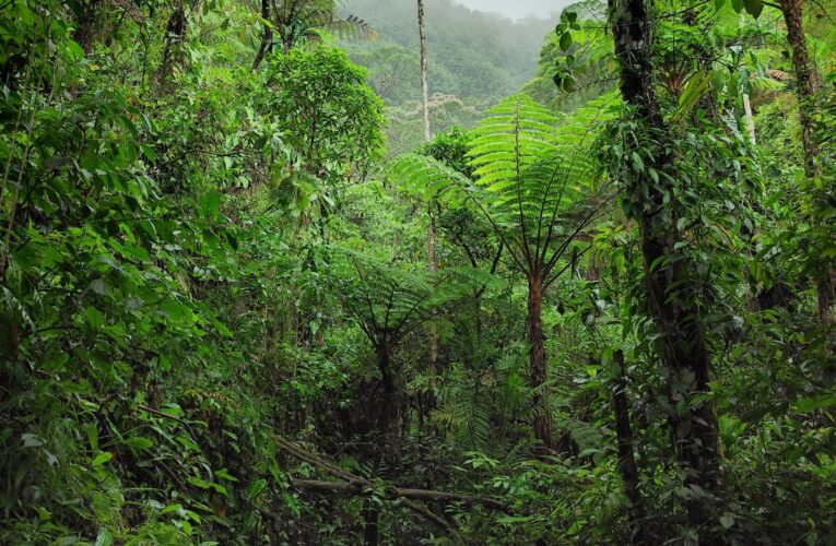 ICF emite certificado de declaratoria de zona de protección forestal en las comunidades de Cerro Azul  y Varsovia de Taulabè