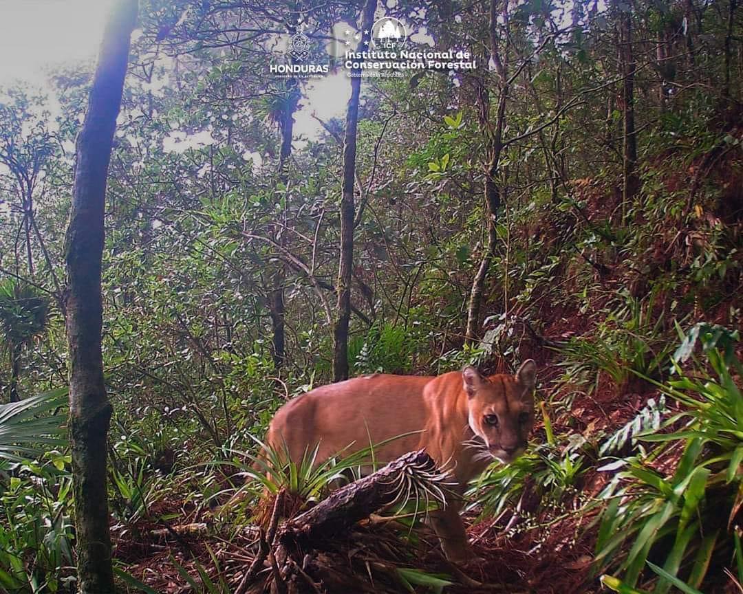 Cámara capta imagen de un puma en el Parque Nacional La Botija en San Marcos de Colón