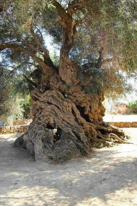 Insólito e impresionante árbol de olivo de 4 mil años