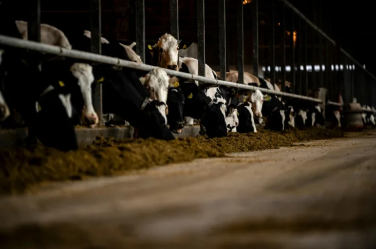 La ganadería representa el 12% de las emisiones de gases con efecto invernadero, según la FAO