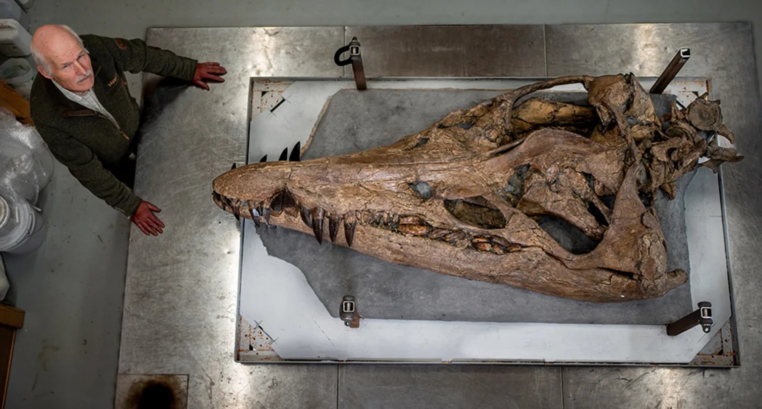 Descubrimiento Asombroso: Hallan Cráneo Gigante del «T-Rex Acuático» en la Costa Jurásica de Dorset