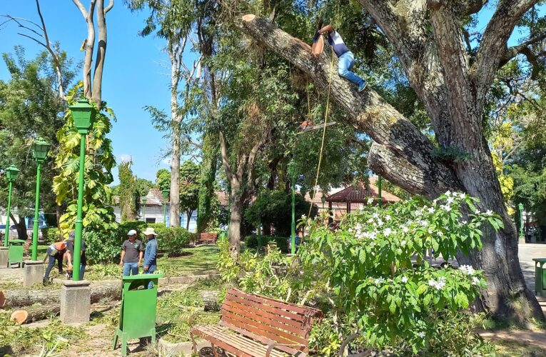 Alcaldía de Comayagua realiza poda de árbol que representaba alto riesgo a la población