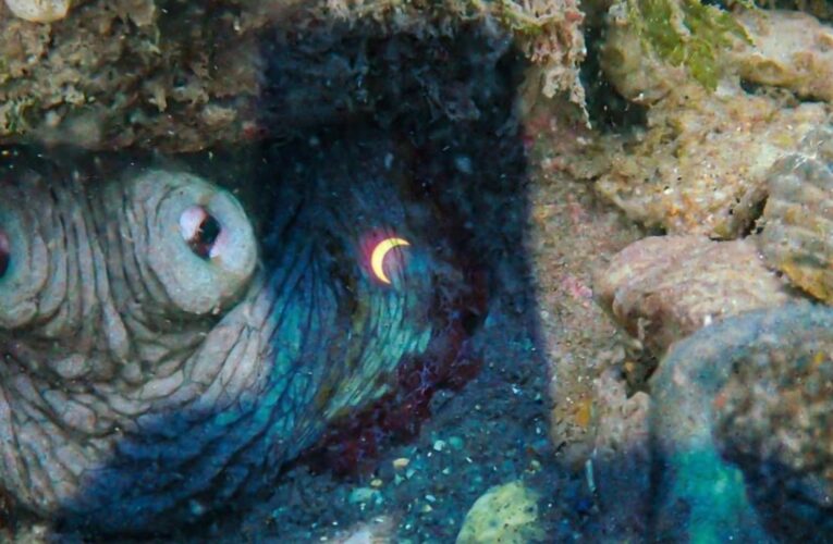 Así se vivió el eclipse debajo del mar