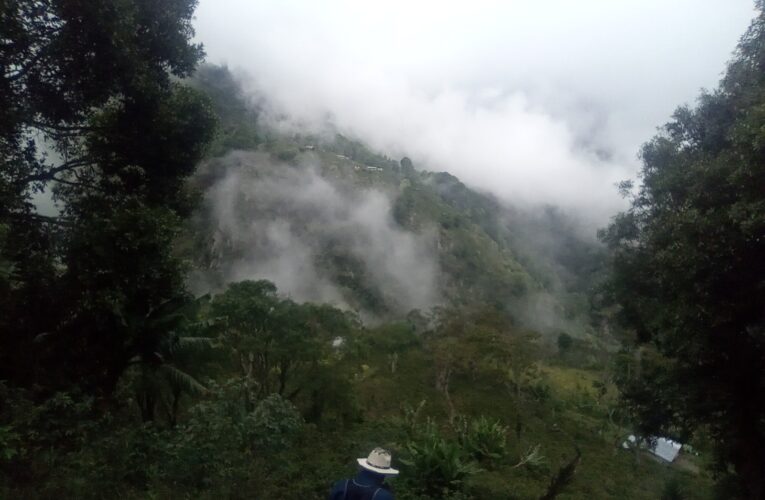 Alcaldía de Comayagua reforesta más de 900 hectáreas de bosque dañadas por el gorgojo en PANACOMA y Montecillos