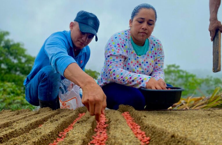 SAG implementa plan para renovar fincas cafetaleras en 13 departamentos del país